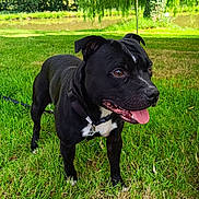 Ninho a rejoint le concours — aidez-le/la à gagner de superbes lots ! dog, black_dog, grass, outdoor, pet, canopy, tongue_out, collar, greenery, park, nature, summer, happy, animal, leash, tree, pond, shade, daytime, cute