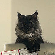 Lucifer a rejoint le concours — aidez-le/la à gagner de superbes lots ! cat, feline, long_haired_cat, pet, indoor, refrigerator, fridge_magnet, paper_note, paw, whiskers, ears, fur, golden_eyes, staring, portrait, appliance, kitchen, top_of_fridge, sitting, curious