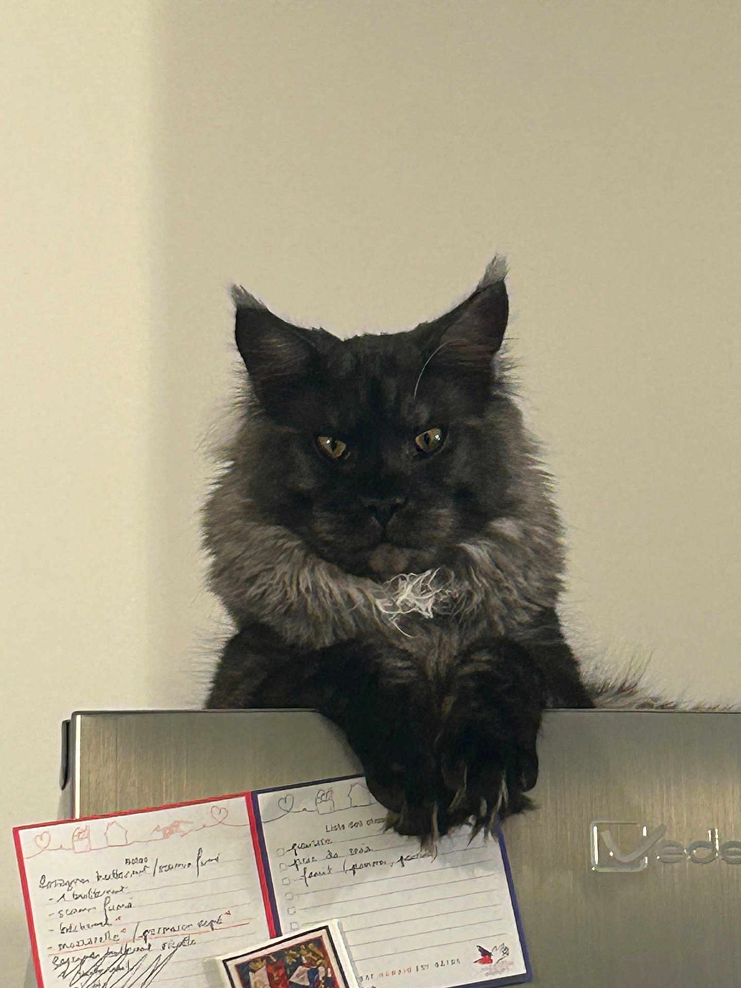Lucifer a rejoint le concours — aidez-le/la à gagner de superbes lots ! cat, feline, long_haired_cat, pet, indoor, refrigerator, fridge_magnet, paper_note, paw, whiskers, ears, fur, golden_eyes, staring, portrait, appliance, kitchen, top_of_fridge, sitting, curious