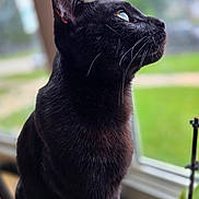 Lululemon is registered to the contest to win money with this photo: animal, black_cat, cat, close_up, curious, domestic_cat, fur, green_background, houseplant, indoor, looking_out, mammal, nature, peaceful, pet, side_profile, sitting, soft_light, whiskers, window