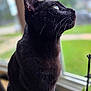 animal, black_cat, cat, close_up, curious, domestic_cat, fur, green_background, houseplant, indoor, looking_out, mammal, nature, peaceful, pet, side_profile, sitting, soft_light, whiskers, window