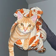 Aïko a rejoint le concours — aidez-le/la à gagner de superbes lots ! cat, orange_tabby, blanket, indoor, pet, feline, cute, cozy, wrapped, stretching, curious, alert, paw, fur, animal, domestic, person_arm, holding, couch, living_room