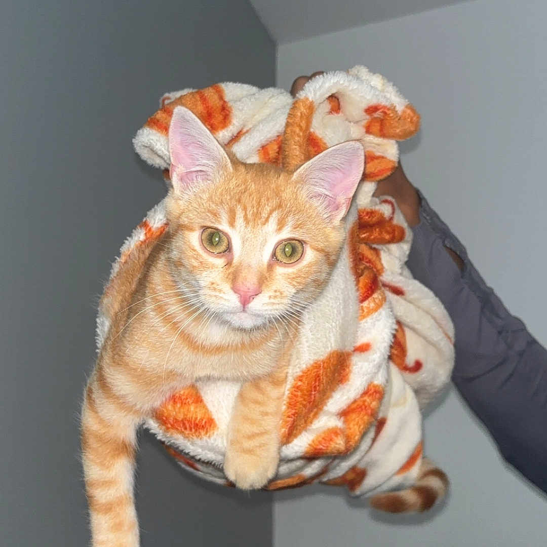 Aïko a rejoint le concours — aidez-le/la à gagner de superbes lots ! alert, animal, blanket, cat, couch, cozy, curious, cute, domestic, feline, fur, holding, indoor, living_room, orange_tabby, paw, person_arm, pet, stretching, wrapped