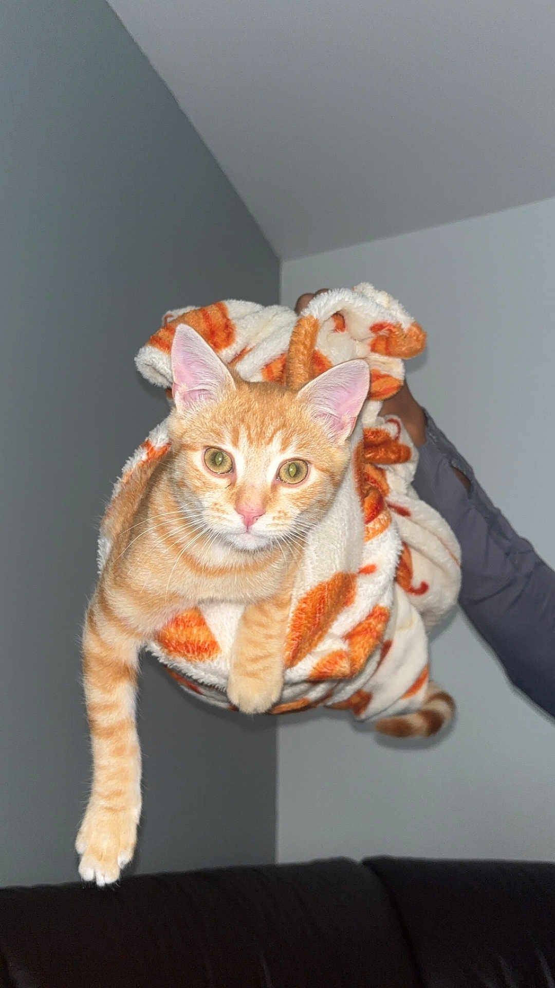 Aïko a rejoint le concours — aidez-le/la à gagner de superbes lots ! cat, orange_tabby, blanket, indoor, pet, feline, cute, cozy, wrapped, stretching, curious, alert, paw, fur, animal, domestic, person_arm, holding, couch, living_room