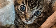 Artyum a rejoint le concours — aidez-le/la à gagner de superbes lots ! kitten, cat, animal, pet, feline, cute, cozy, blanket, soft, fur, tabby, young, indoors, snuggled, paw, whiskers, closeup, eyes, curious, small