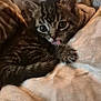 kitten, cat, tabby, furry, cute, pet, animal, indoors, blanket, cozy, soft, paw, sleepy, young, fur, closeup, resting, domestic, small, curious