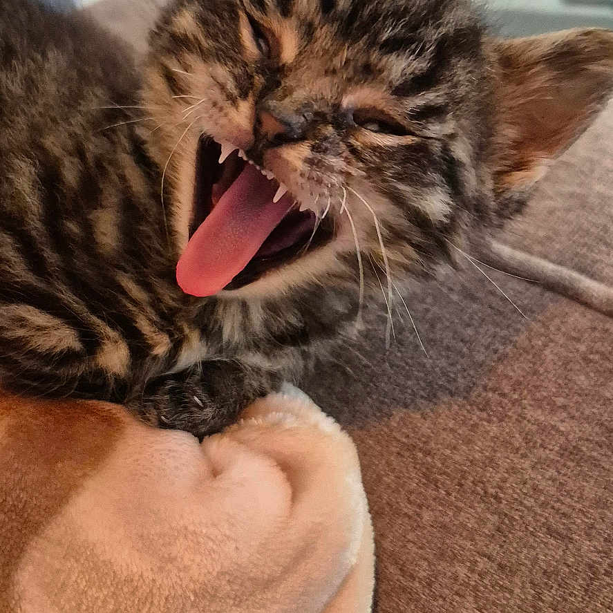 Artyum participe au concours pour gagner de l'argent avec cette photo : animal, blanket, cat, closeup, couch, cozy, cute, domestic, feline, fur, indoor, kitten, pet, resting, sleepy, soft, tabby, tongue, whiskers, yawning