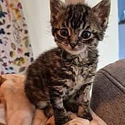 Artyum participe au concours pour gagner de l'argent avec cette photo : kitten, tabby, cat, pet, animal, feline, cute, young, small, curious, indoor, blanket, soft, patterned, fur, whiskers, ears, eyes, home, cozy