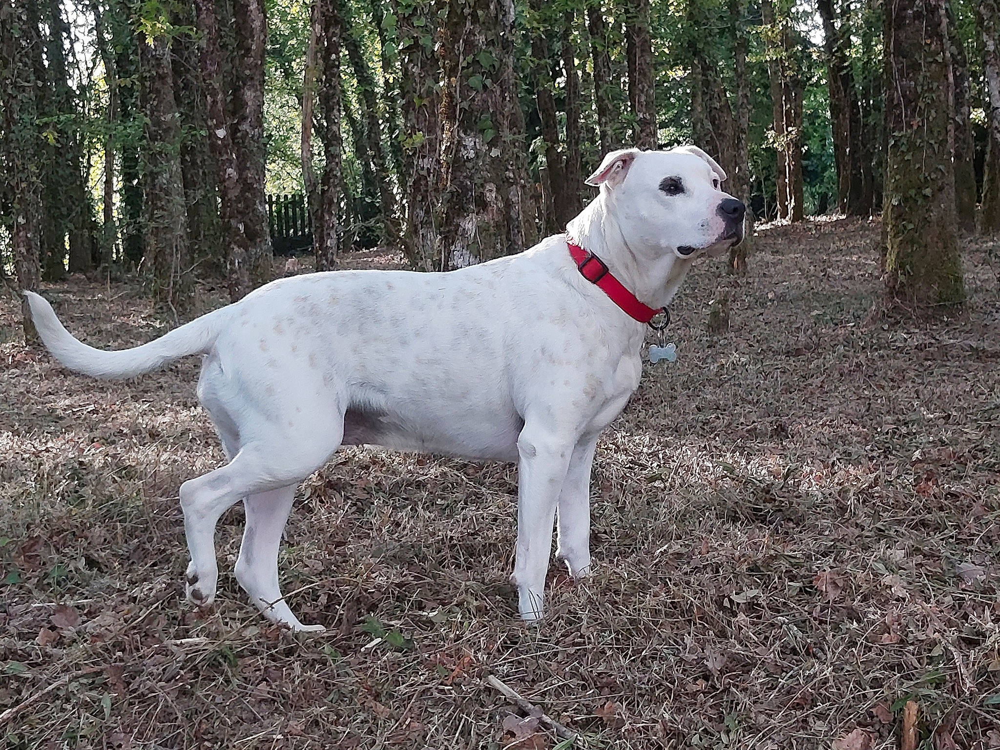 Dalhia a rejoint le concours — aidez-le/la à gagner de superbes lots ! ancient_dog_breeds, canidae, carnivore, collar, companion_dog, dog, dog_breed, dog_collar, fawn, giant_dog_breed, hunting_dog, non_sporting_group, plant, snout, sporting_group, tail, terrestrial_animal, tree, working_animal, working_dog