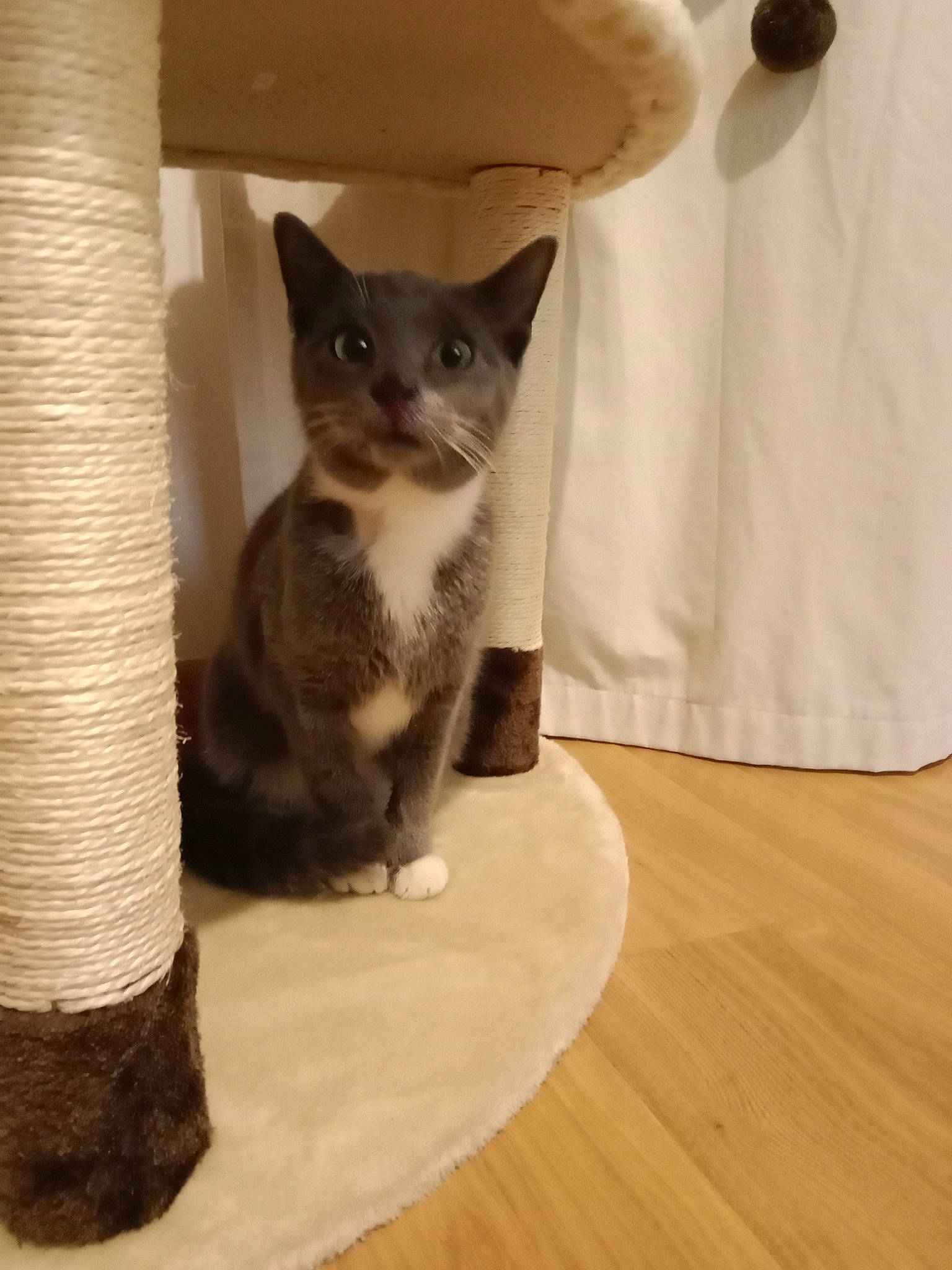 Truffe participe au concours pour gagner de l'argent avec cette photo : beige, carnivore, cat, cat_bed, cat_supply, domestic_short_haired_cat, fawn, felidae, flooring, fur, grey, hardwood, pet_supply, small_to_medium_sized_cats, snout, tail, varnish, whiskers, wood, wood_flooring