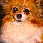 Wags joined the competition — help win amazing prizes! animal, close_up, companion, cute, dog, domestic, ears, eyes, face, fluffy, friendly, fur, hand, indoor, nose, orange, person, pet, portrait, white