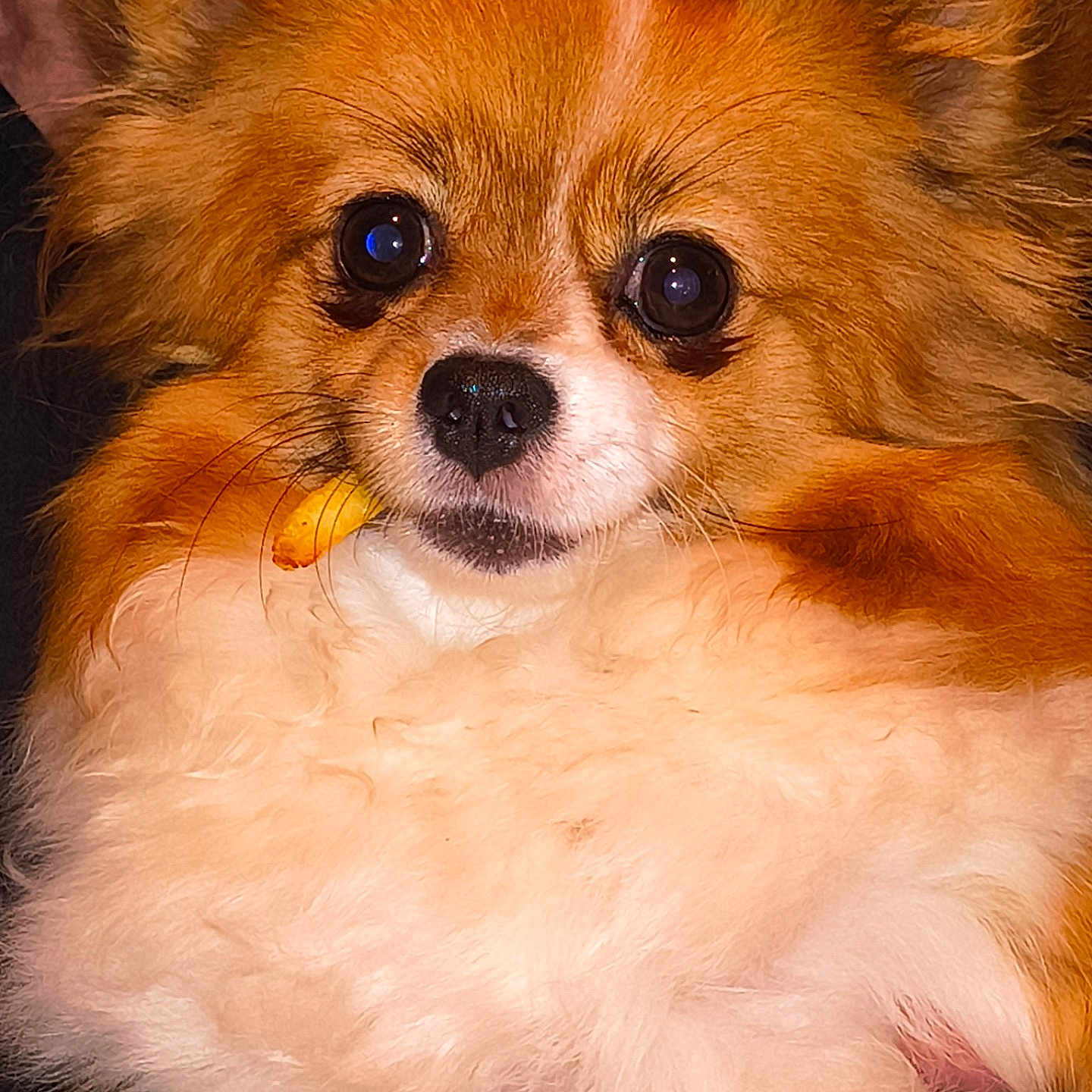 Wags joined the competition — help win amazing prizes! animal, close_up, companion, cute, dog, domestic, ears, eyes, face, fluffy, friendly, fur, hand, indoor, nose, orange, person, pet, portrait, white