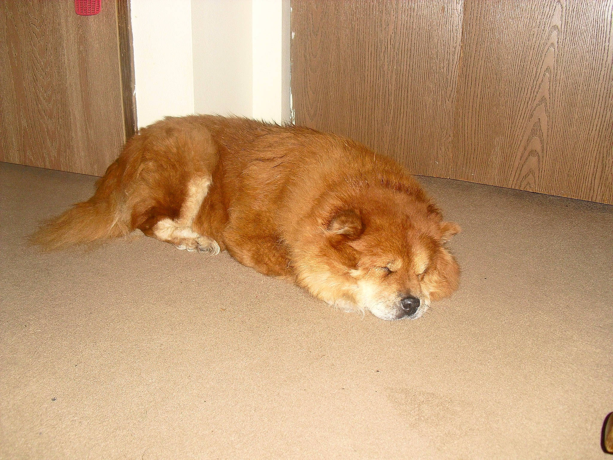 Sheba is registered to the contest to win money with this photo: canidae, carnivore, comfort, companion_dog, dog, dog_breed, flooring, fur, hardwood, liver, paw, pet_supply, puppy, retriever, sporting_group, tail, terrestrial_animal, whiskers, wood, working_animal