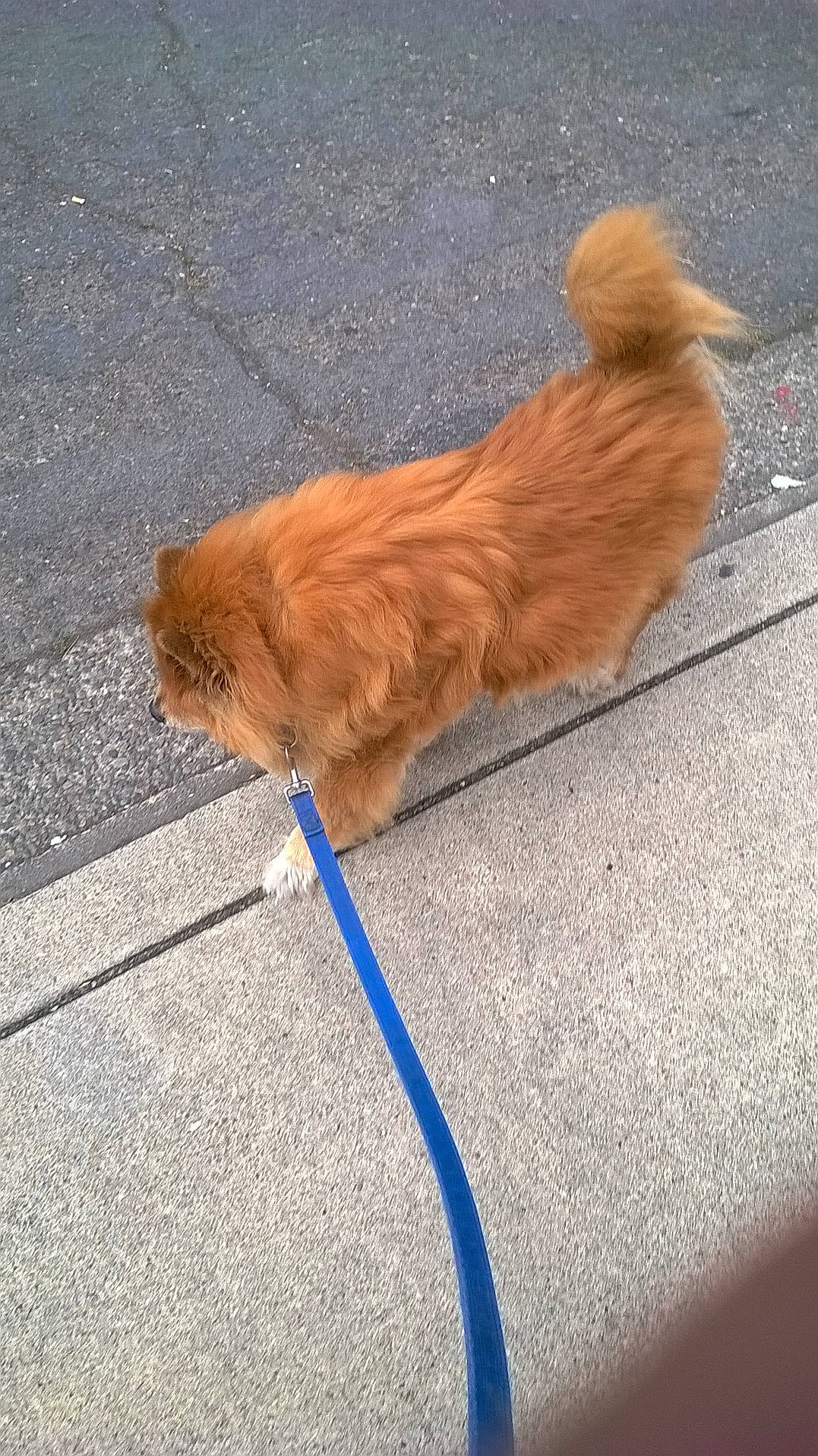 Sheba joined the competition — help win amazing prizes! asphalt, canidae, carnivore, collar, companion_dog, dog, dog_breed, dog_collar, fawn, flooring, fur, leash, liver, pet_supply, road_surface, sidewalk, snout, sporting_group, tail, working_animal