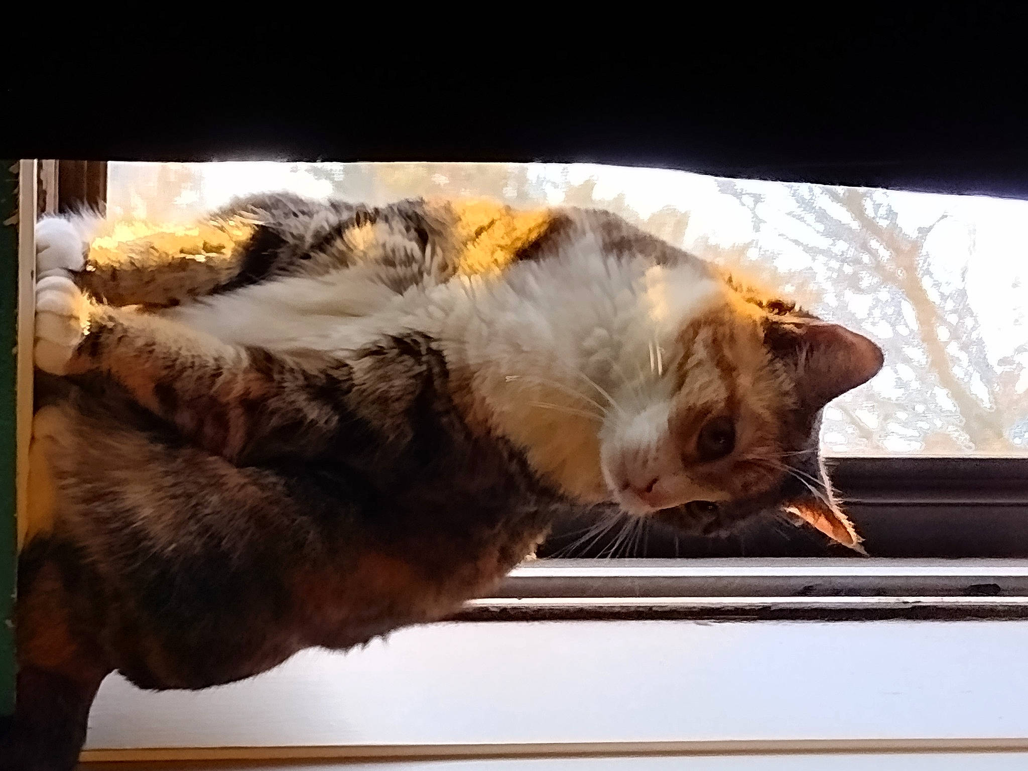 Maya is registered to the contest to win money with this photo: carnivore, cat, claw, comfort, domestic_short_haired_cat, felidae, fur, house, paw, plant, rectangle, small_to_medium_sized_cats, snout, tail, tree, whiskers, window, wood