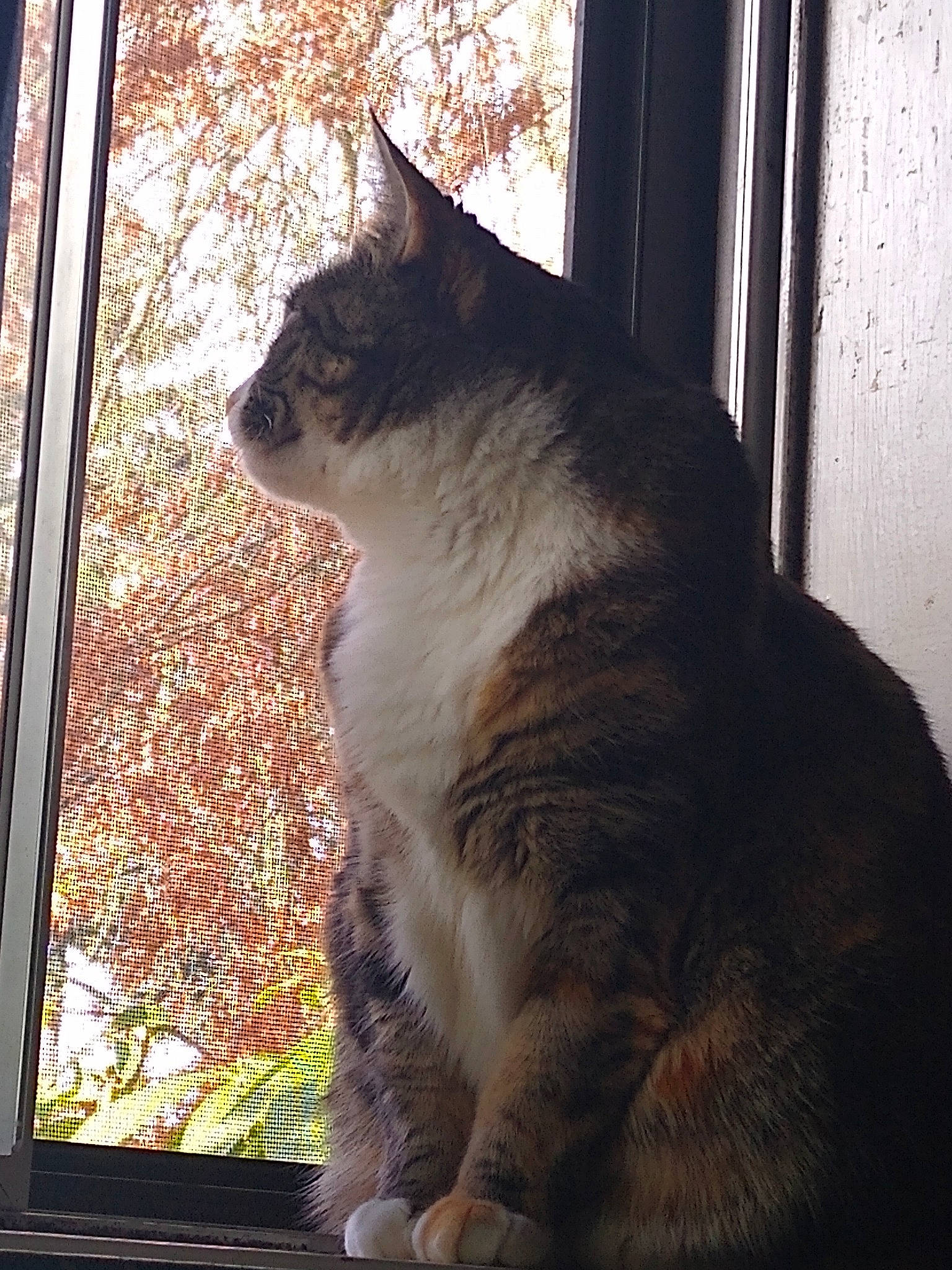 Maya joined the competition — help win amazing prizes! black_cat, carnivore, cat, daylighting, domestic_short_haired_cat, eye, felidae, fur, glass, plant, sitting, small_to_medium_sized_cats, snout, tail, tints_and_shades, tree, twig, whiskers, window, wood