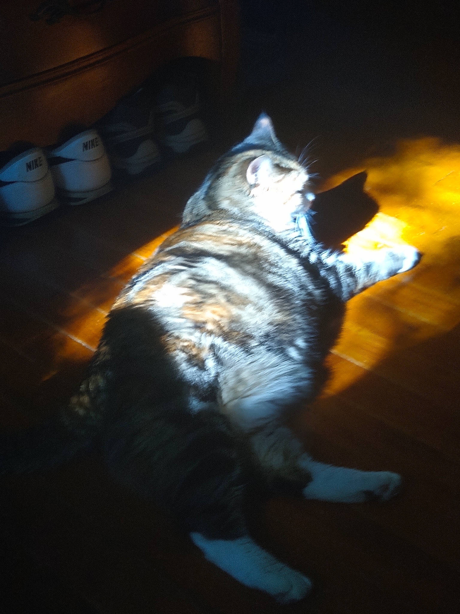 Maya joined the competition — help win amazing prizes! barrel, canidae, carnivore, cat, darkness, dog_breed, electric_blue, event, felidae, flash_photography, fur, gas, heat, midnight, night, shadow, small_to_medium_sized_cats, snout, tail, whiskers