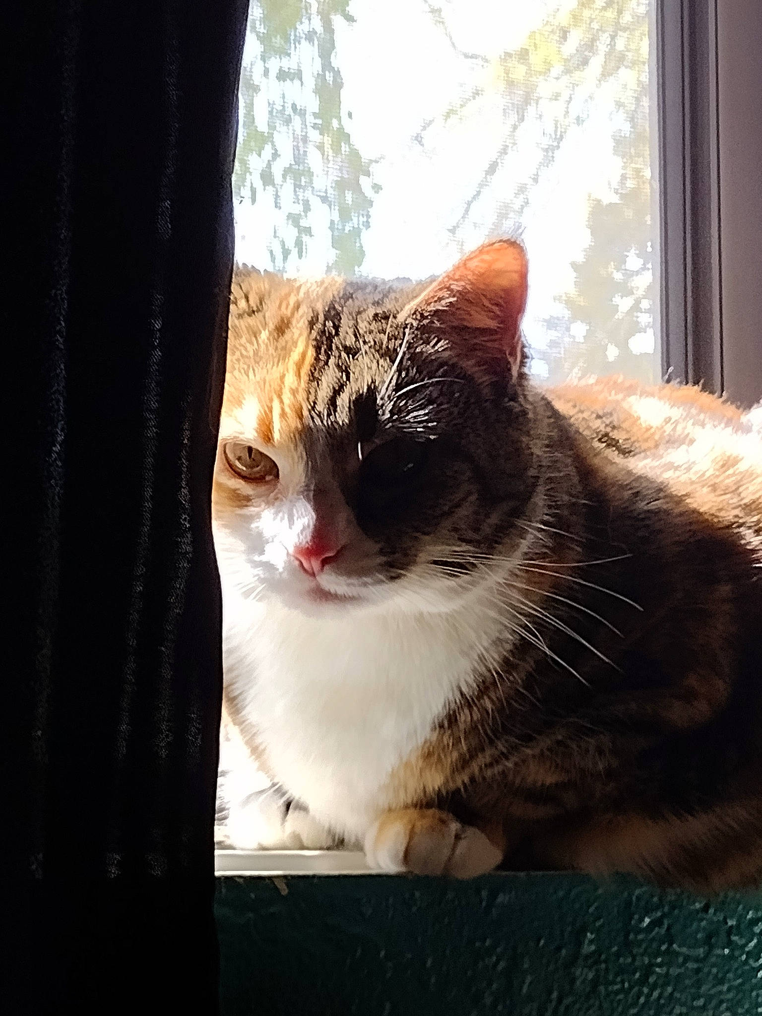 Maya joined the competition — help win amazing prizes! carnivore, cat, curtain, domestic_short_haired_cat, felidae, fur, grass, paw, plant, sitting, small_to_medium_sized_cats, snout, tail, tints_and_shades, tree, trunk, vertebrate, whiskers, window, wood