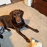 Bailey joined the competition — help win amazing prizes! dog, labrador, brown_dog, carpet, indoor, toy, plush_toy, furniture, laundry_basket, wooden_floor, wooden_drawer, pet, animal, looking_up, floor, domestic, room, cute, relaxed, canine