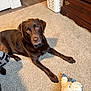 dog, labrador, brown_dog, carpet, indoor, toy, plush_toy, furniture, laundry_basket, wooden_floor, wooden_drawer, pet, animal, looking_up, floor, domestic, room, cute, relaxed, canine