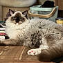 angora, animal, cat, computer, cup, desk, electronics, furniture, hardwood, indoors, interiordesign, kitten, manx, pc, person, pet, siamese, stainedwood, table, wood