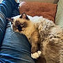 animal, architecture, building, cat, chair, clothing, couch, cushion, furniture, homedecor, indoors, kitten, livingroom, manx, pants, person, pet, room, siamese, sleeping