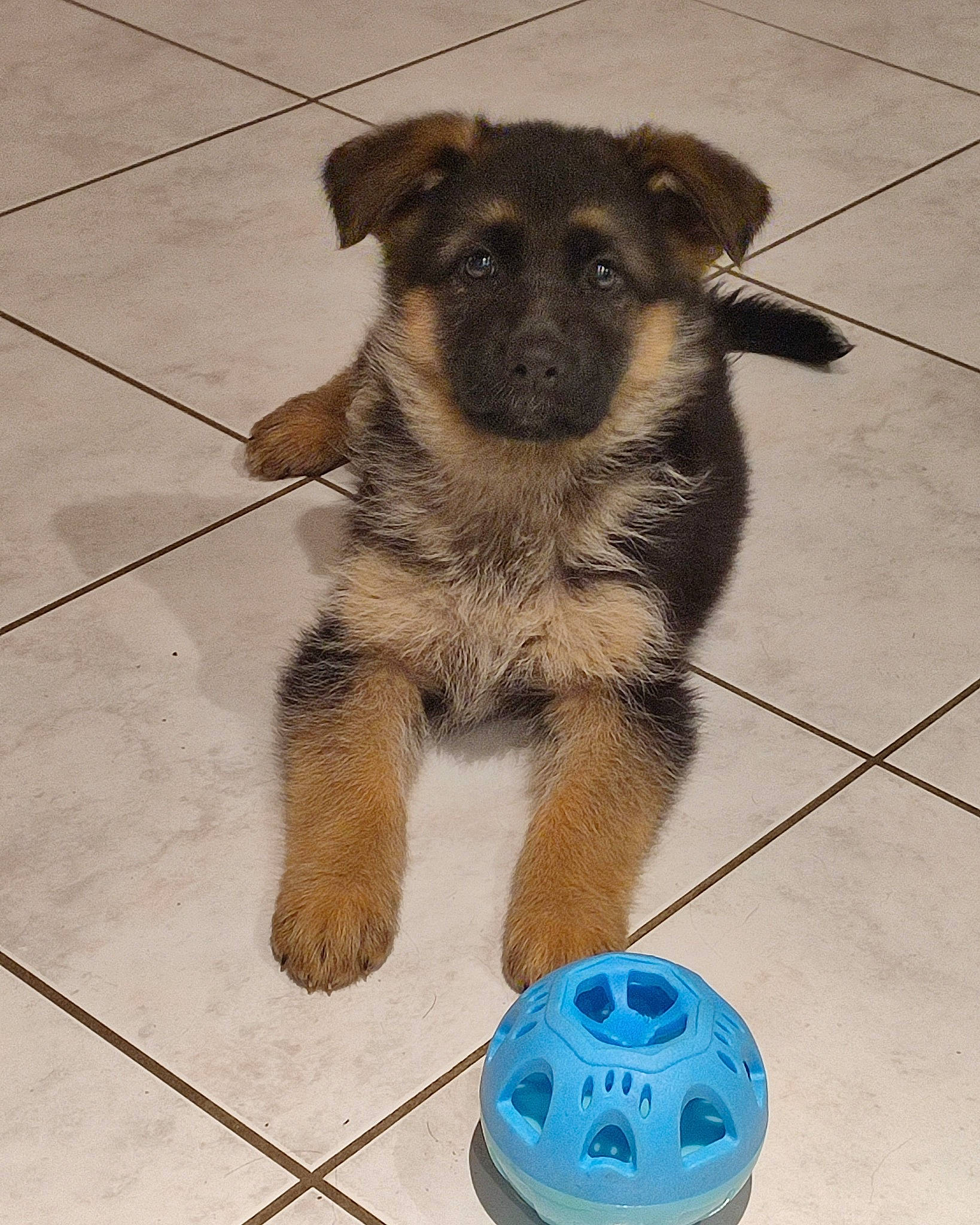 Vlonny a rejoint le concours — aidez-le/la à gagner de superbes lots ! canidae, carnivore, companion_dog, dog, dog_breed, dog_supply, electric_blue, flooring, fur, gas, paw, pet_supply, puppy, sporting_group, tail, terrestrial_animal, tile_flooring, working_animal, working_dog, working_terrier