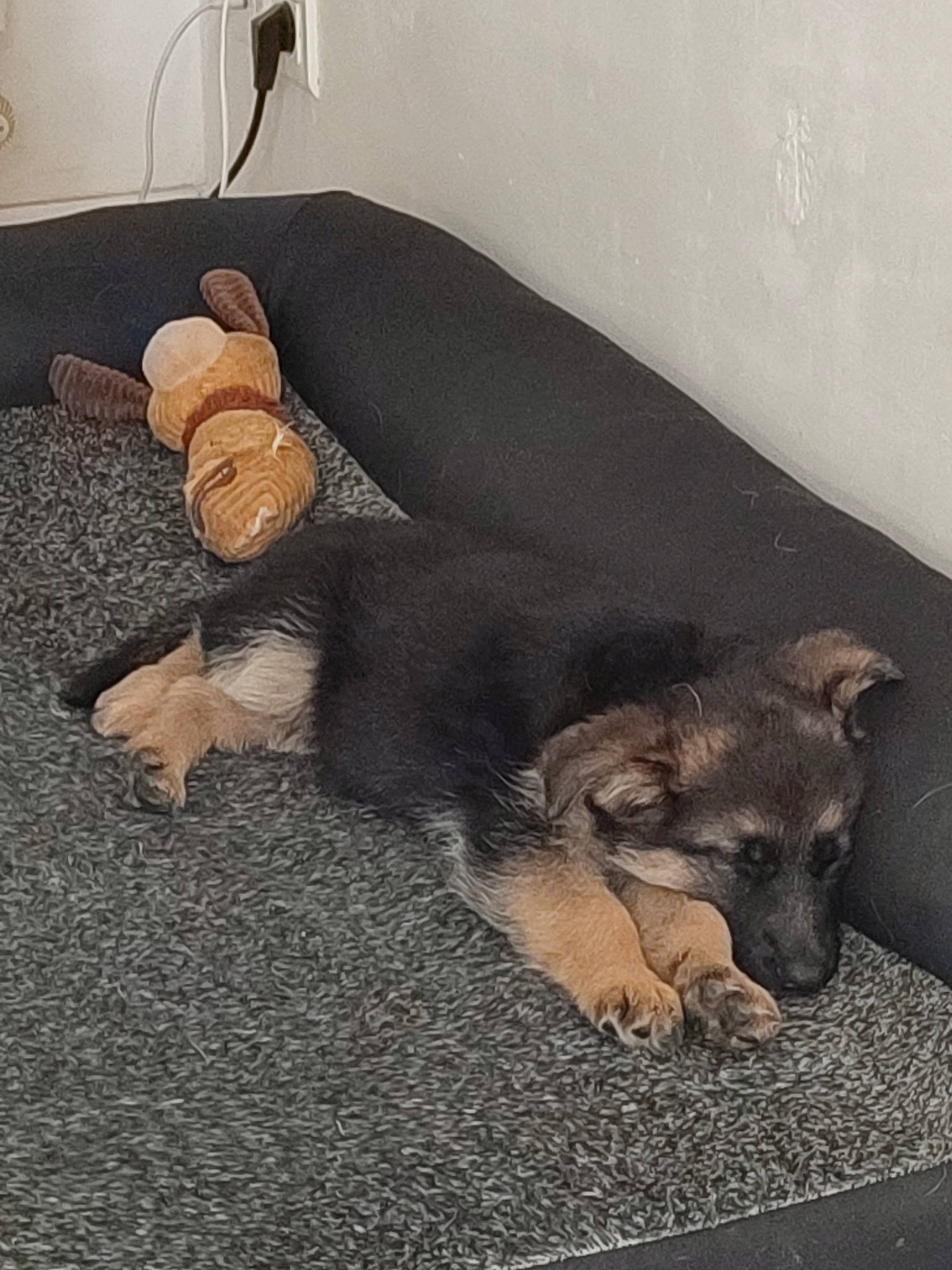 Vlonny a rejoint le concours — aidez-le/la à gagner de superbes lots ! canidae, carnivore, comfort, companion_dog, dog, dog_breed, fawn, flooring, fur, hardwood, paw, room, rug, sporting_group, street_dog, tail, terrestrial_animal, wood