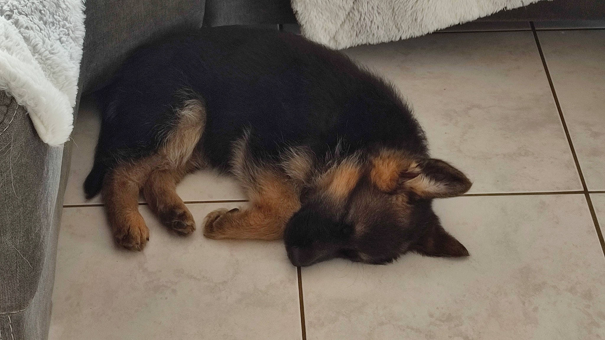 Vlonny participe au concours pour gagner de l'argent avec cette photo : canidae, carnivore, claw, companion_dog, dog, dog_breed, flooring, foot, fur, paw, snout, sporting_group, tail, terrestrial_animal, working_dog