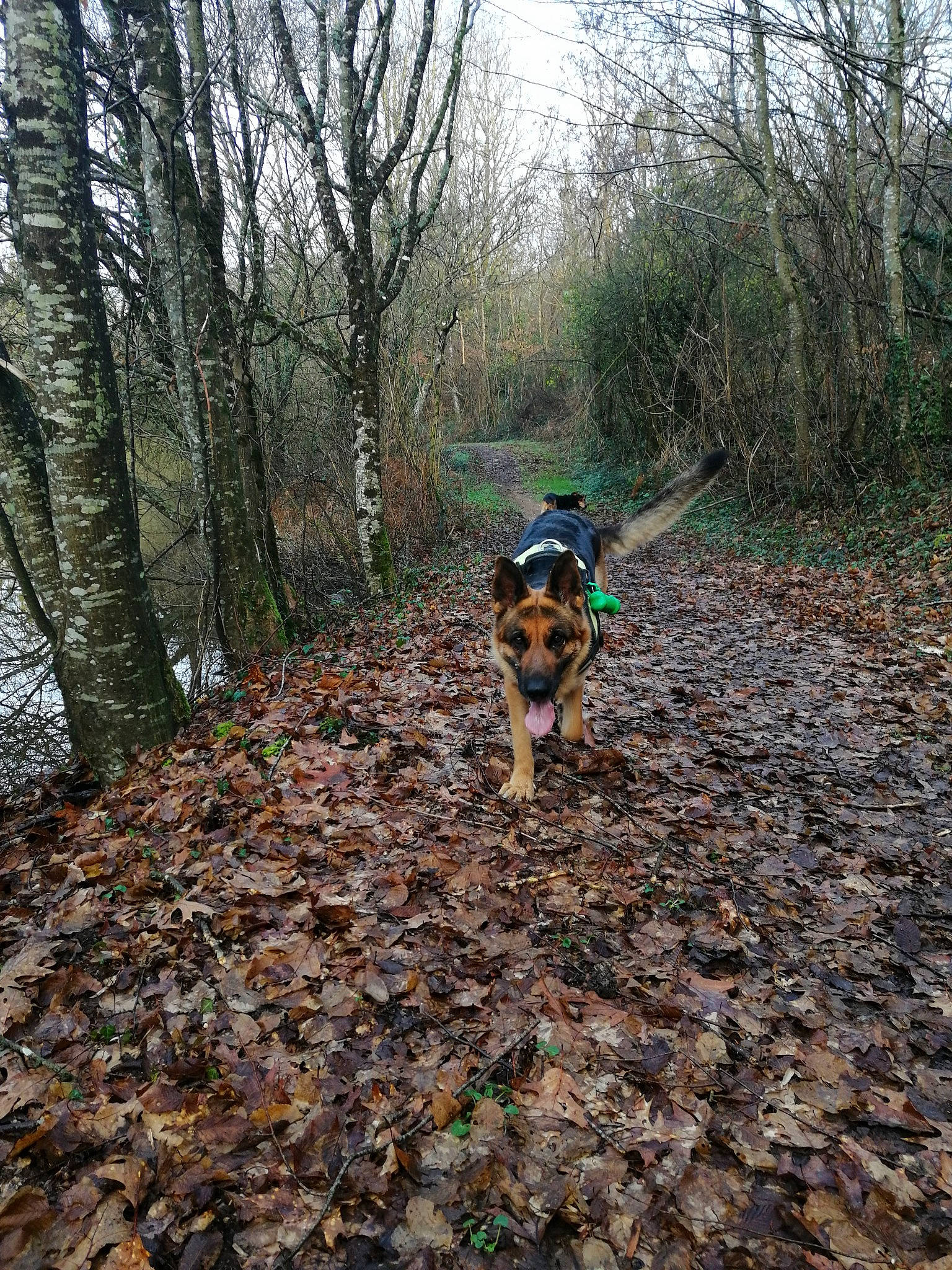 Lenka participe au concours pour gagner de l'argent avec cette photo : adventure, canidae, carnivore, dog, dog_breed, dog_hiking, entlebucher_mountain_dog, forest, leaf, natural_environment, plant, recreation, soil, sporting_group, trail, tree, treeing_walker_coonhound, walking, wilderness, woodland