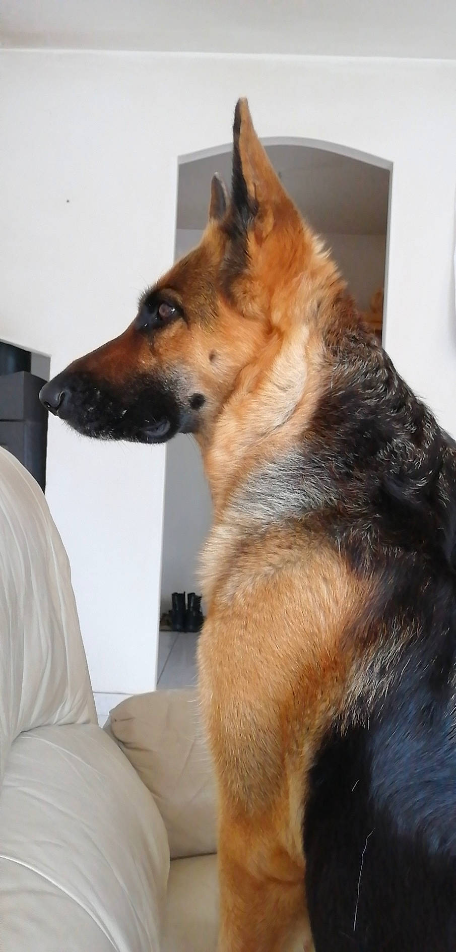 Lenka a rejoint le concours — aidez-le/la à gagner de superbes lots ! canidae, carnivore, czechoslovakian_wolfdog, dog, dog_breed, german_shepherd_dog, king_shepherd, kunming_wolfdog, mammal, old_german_shepherd_dog, snout, vertebrate, wolfdog, working_dog