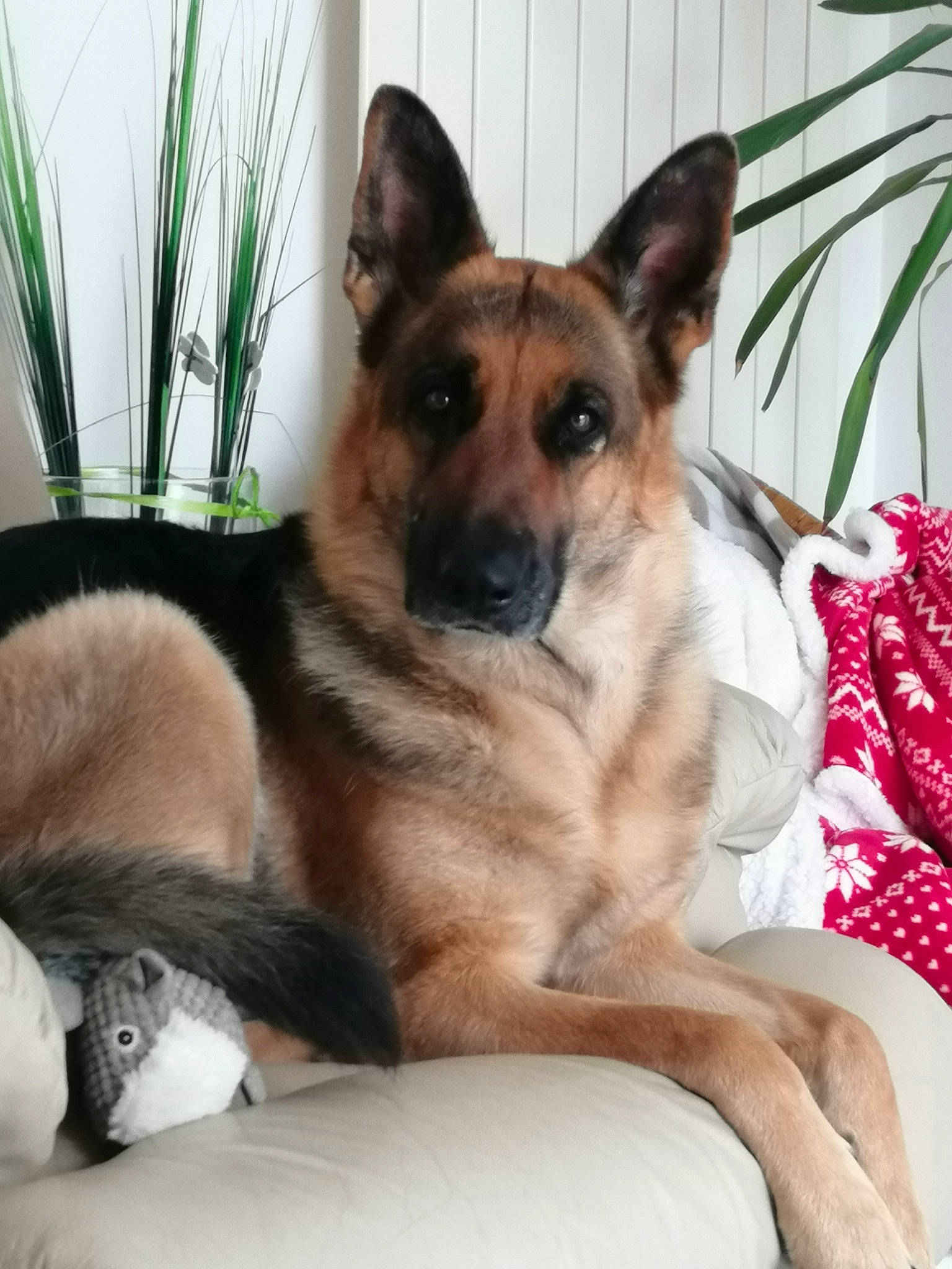 Lenka participe au concours pour gagner de l'argent avec cette photo : belgian_shepherd_malinois, canidae, carnivore, companion_dog, dog, dog_breed, east_european_shepherd, fawn, german_shepherd_dog, king_shepherd, kunming_wolfdog, mammal, old_german_shepherd_dog, rare_breed_dog, shiloh_shepherd_dog, snout, vertebrate, working_dog