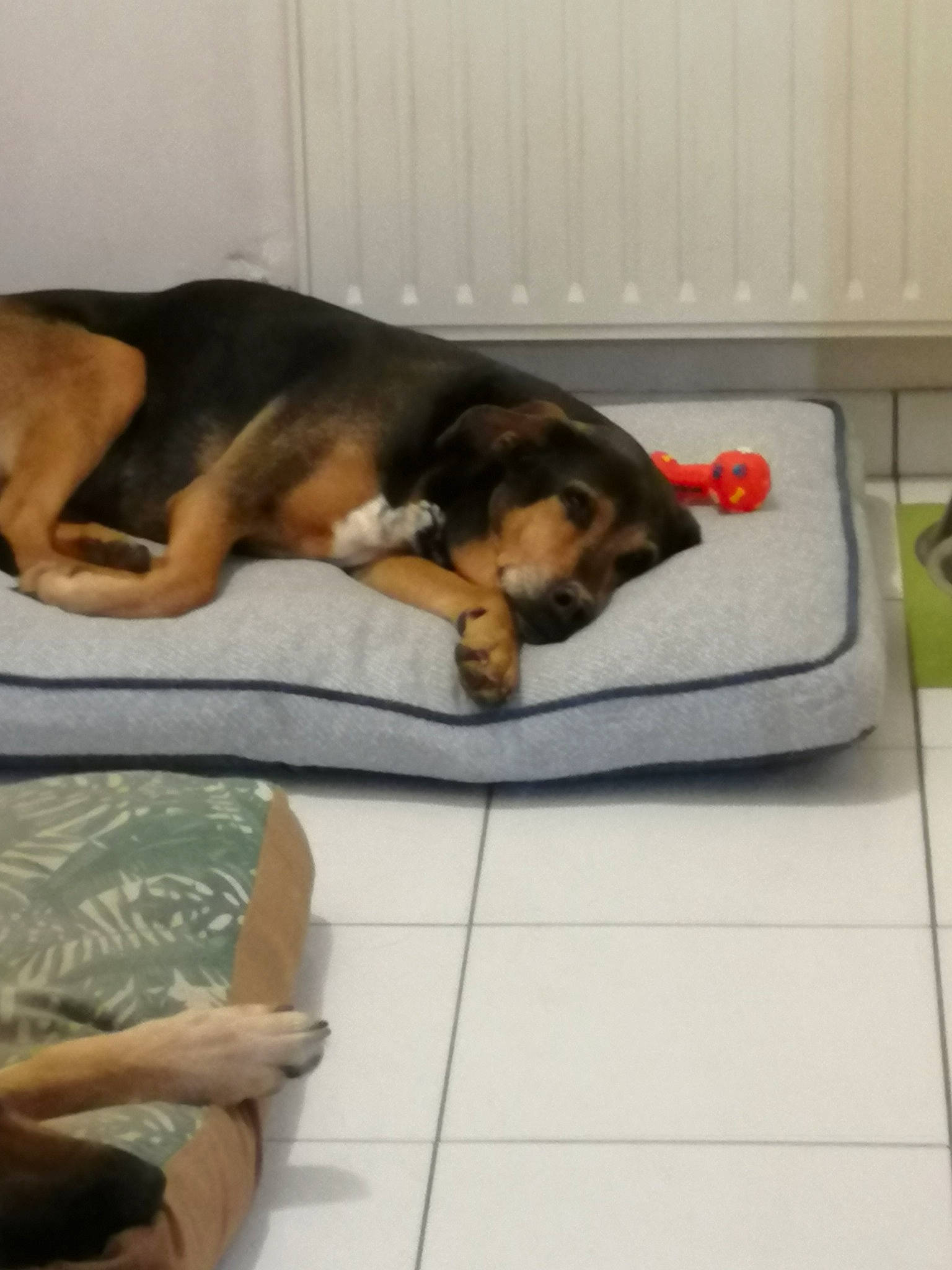 Comète a rejoint le concours — aidez-le/la à gagner de superbes lots ! canidae, carnivore, comfort, companion_dog, dog, dog_bed, dog_breed, furniture, german_shepherd_dog, nap, paw, puppy, sleep, tail