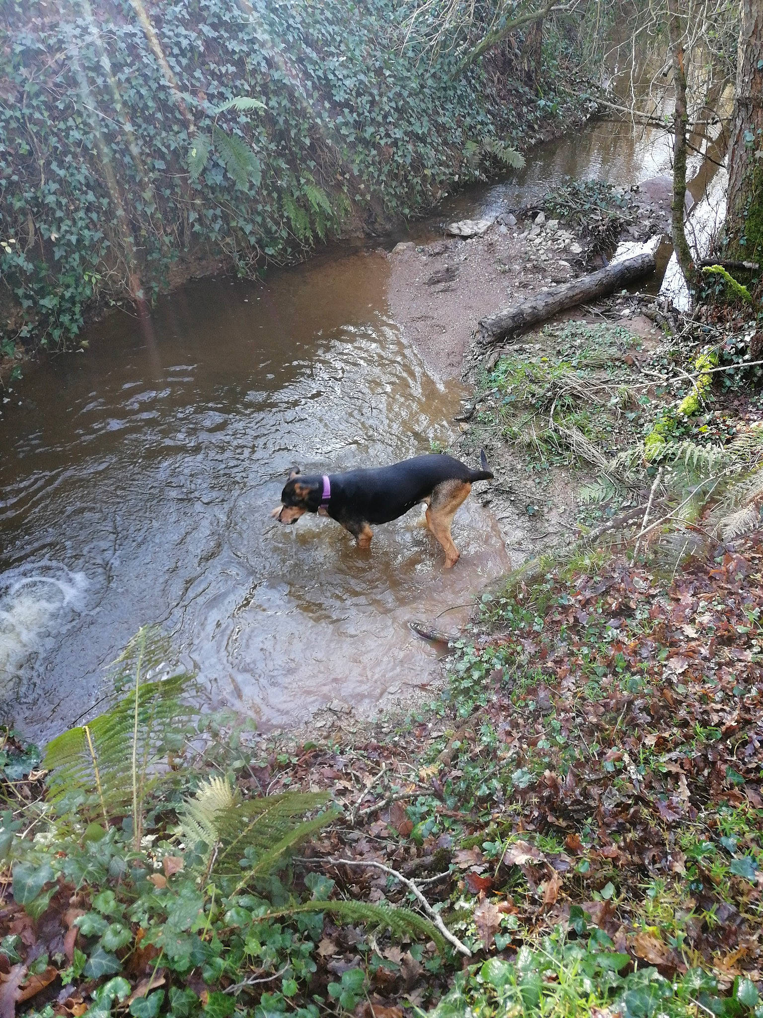 Comète a rejoint le concours — aidez-le/la à gagner de superbes lots ! canidae, carnivore, dog, dog_breed, fawn, hunting_dog, serbian_hound, stream, water, water_resources, watercourse