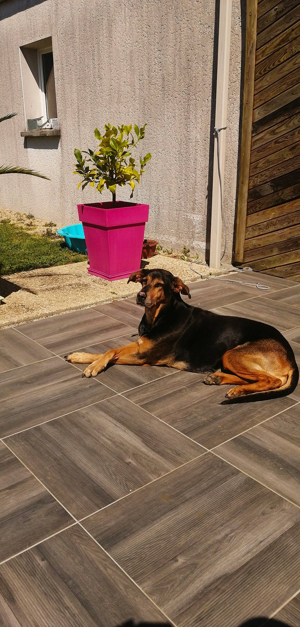 Comète participe au concours pour gagner de l'argent avec cette photo : canidae, carnivore, companion_dog, dog, dog_breed, fawn, flagstone, floor, flooring, guard_dog, plant, tile, wood