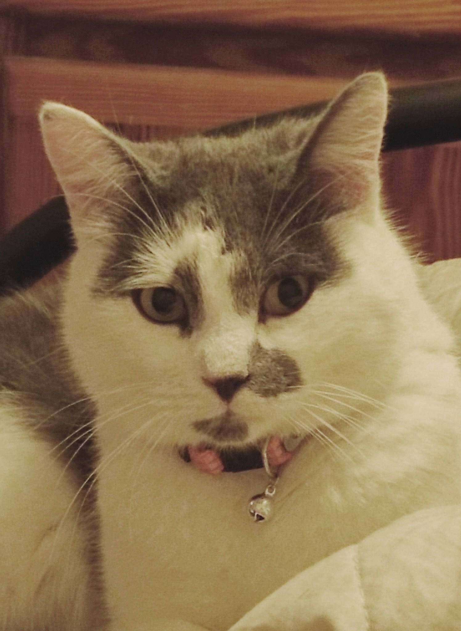 Athos participe au concours pour gagner de l'argent avec cette photo : art, carnivore, cat, comfort, domestic_short_haired_cat, eye, felidae, fur, head, paw, small_to_medium_sized_cats, snout, tail, terrestrial_animal, whiskers, window