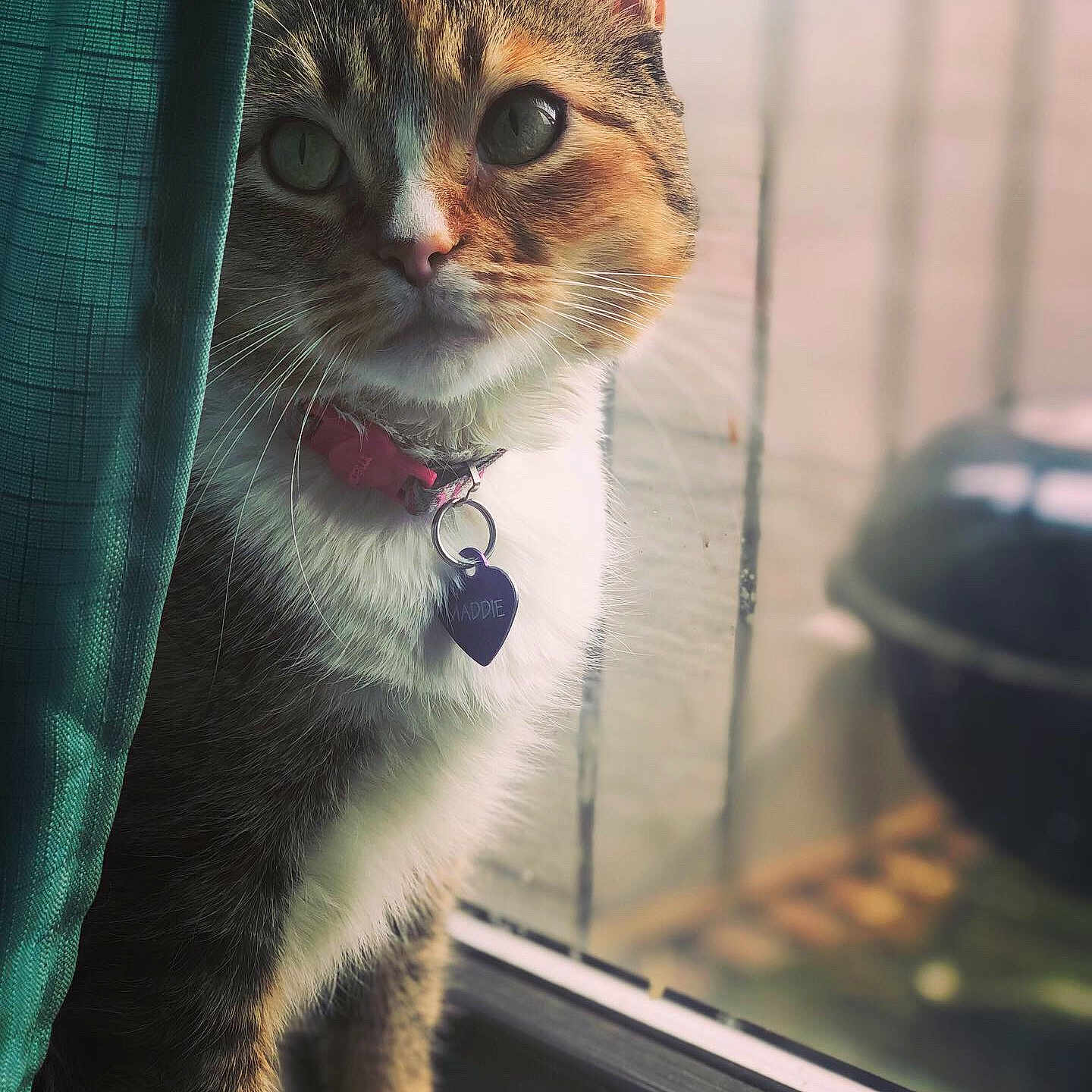 Maddie joined the competition — help win amazing prizes! abyssinian, accessories, animal, cat, collar, egyptiancat, formalwear, jewelry, kitten, leash, manx, necklace, pendant, person, pet, photobombing, strap, tie, window, windowsill
