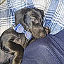 dog, puppy, black_dog, bow_tie, polka_dot, blanket, plaid, fabric, resting, cute, pet, animal, indoor, cozy, fur, close_up, laying_down, sleepy, companion, domestic_animal
