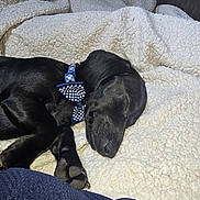 Maxx joined the competition — help win amazing prizes! animal, black_fur, blanket, bowtie, collar, comfort, cozy, cute, dog, domestic, fur, indoor, nap, paw, pet, puppy, resting, sleeping, soft, texture