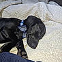animal, black_fur, blanket, bowtie, collar, comfort, cozy, cute, dog, domestic, fur, indoor, nap, paw, pet, puppy, resting, sleeping, soft, texture