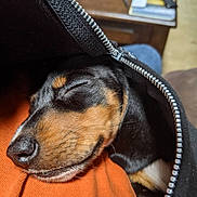 Howie is registered to the contest to win money with this photo: dog, puppy, sleeping, close_up, dachshund, black_and_tan, zipper, jacket, fabric, cozy, snuggle, nose, whiskers, fur, pet, animal, rest, cute, warm, indoor