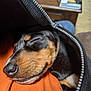 dog, puppy, sleeping, close_up, dachshund, black_and_tan, zipper, jacket, fabric, cozy, snuggle, nose, whiskers, fur, pet, animal, rest, cute, warm, indoor