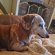 Willy is registered to the contest to win money with this photo: animal, blanket, brown, carpet, couch, cozy, curious, dog, ears, fireplace, fur, home, indoor, living_room, mammal, pet, relaxed, resting, side_view, snout