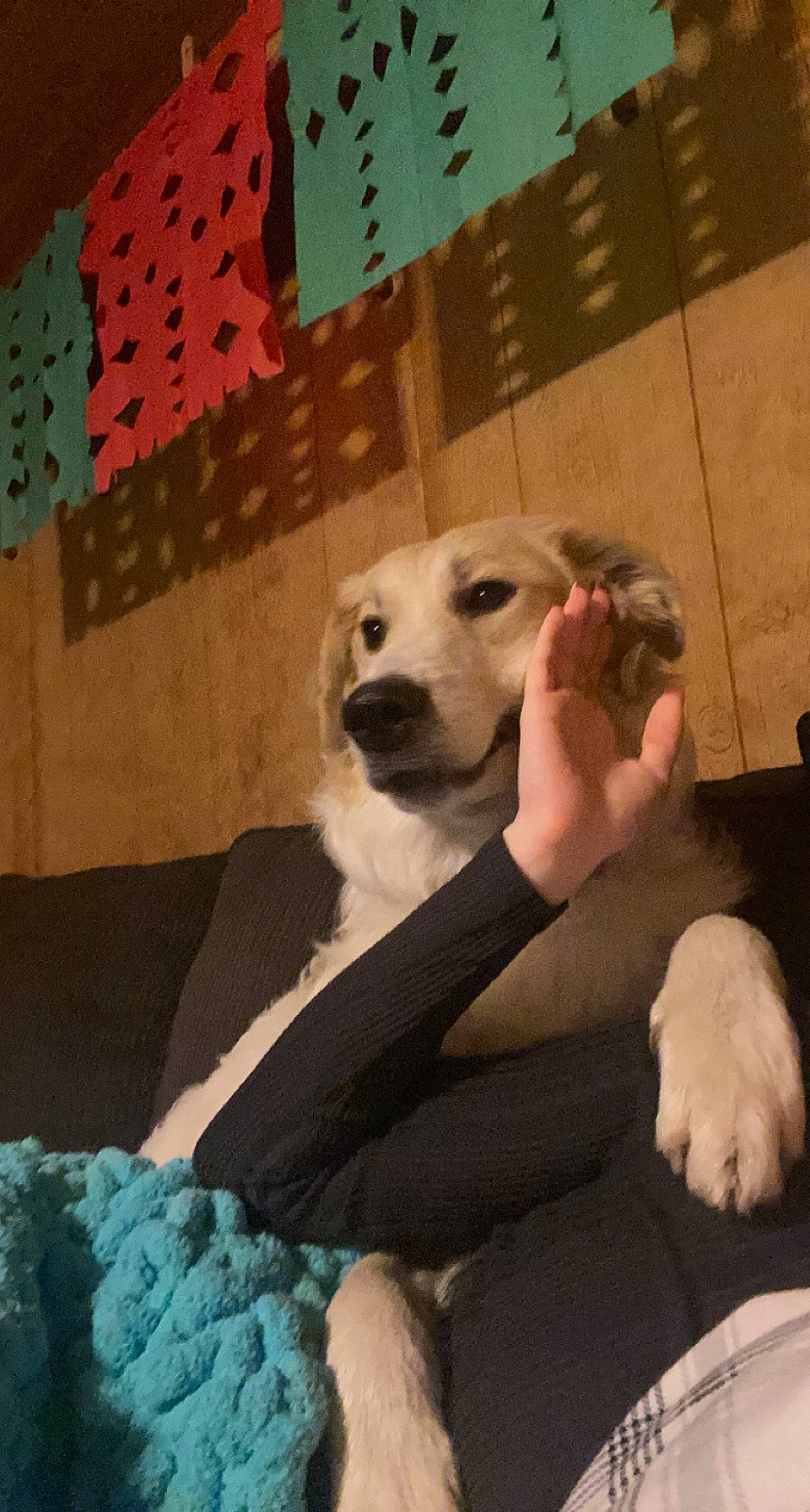 Maria joined the competition — help win amazing prizes! ball, canidae, carnivore, comfort, companion_dog, couch, dog, dog_breed, dog_supply, fawn, flooring, fur, livestock_guardian_dog, pattern, paw, puppy_love, retriever, snout, sporting_group, whiskers