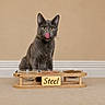 Steel is registered to the contest to win money with this photo: animal, carpet, cat, cute, domestic_cat, feeding_station, feline, food_bowls, gray_cat, household, hungry, indoor, licking_nose, looking_at_camera, name_tag, neutral_background, pet, single_animal, waiting, wooden