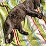 cat, sleeping, gray_cat, blanket, striped_blanket, indoor, resting, pet, animal, cozy, feline, cute, soft, fur, relaxation, lying_down, comfort, domestic_animal, peaceful, nap