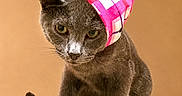 Steel joined the competition — help win amazing prizes! animal, beige_background, cat, checkered_pattern, closeup, curious, cute, domestic_cat, feline, gray_cat, hat, indoor, pet, pink_hat, playful, portrait, sitting, soft_fur, tabletop, whiskers