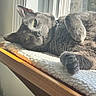 cat, gray_cat, pet, feline, window, sunlight, cozy, relaxed, fluffy_blanket, wooden_surface, indoor, paw, whiskers, sleepy, domestic_animal, close_up, resting, fur, home, natural_light
