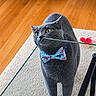 Steel joined the competition — help win amazing prizes! animal, biting, bow_tie, cat, cheeky, close_up, cozy, curious, domestic_animal, feline, glass_table, gray_cat, indoor, pet, pink_toy, playful, rug, toy, wide_eyes, wooden_floor
