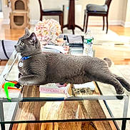Steel joined the competition — help win amazing prizes! cat, collar, cozy, curious, domestic_animal, flower_arrangement, furniture, glass_table, gray_cat, home_decor, indoor, living_room, pet, relaxed, resting, side_profile, tabletop, water_bottle, wood_floor, wooden_chair